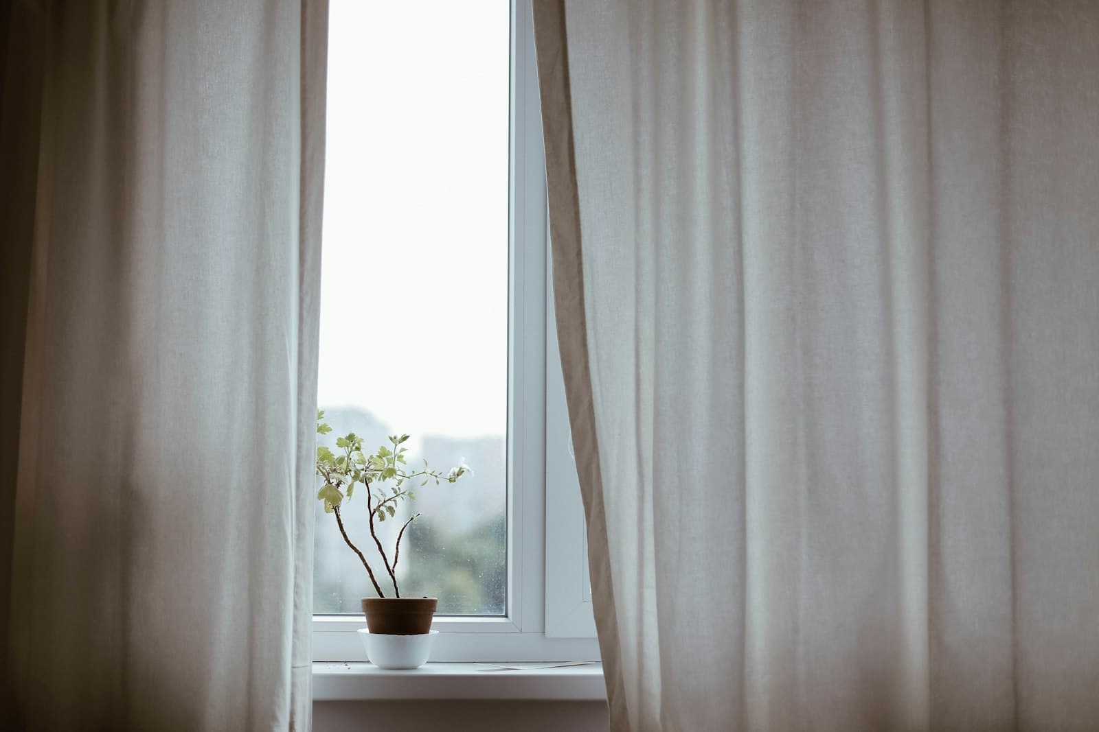 Una planta junto a una ventana con cortinas de lino